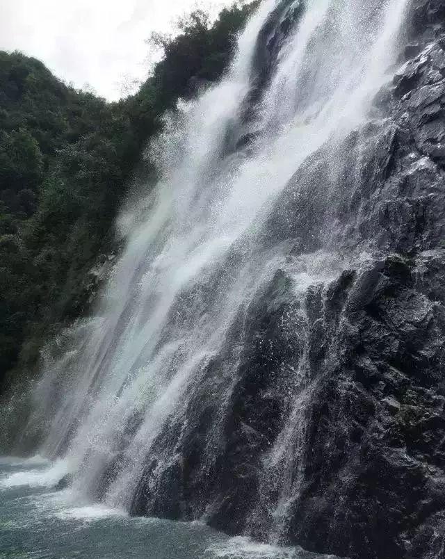 拯救枯树